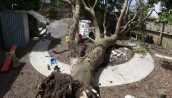 WorkSafe prosecution in childcare centre dead tree collapse case