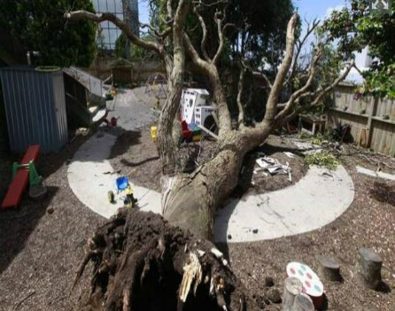 WorkSafe prosecution in childcare centre dead tree collapse case